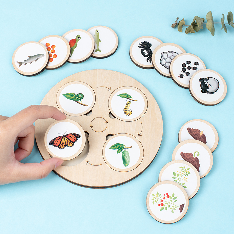 Lebenszyklusbrett, Montessori- – Montessori Shelf Toy Bewertung und Preis